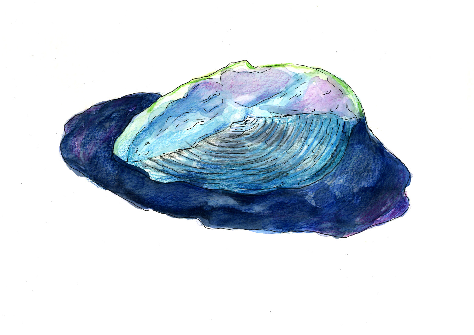 Fauna marina